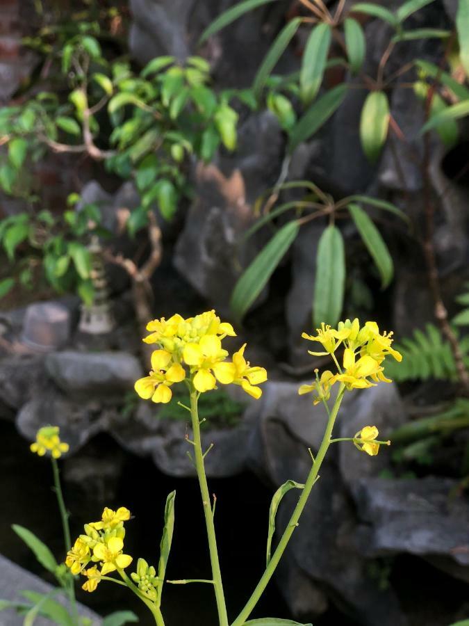 Tam Coc Hello Homestay Ninh Binh Exterior photo
